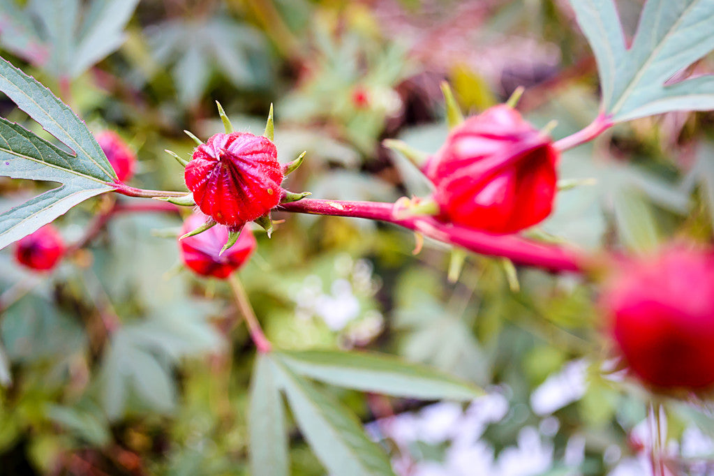 Hibiscus Sabdariffa