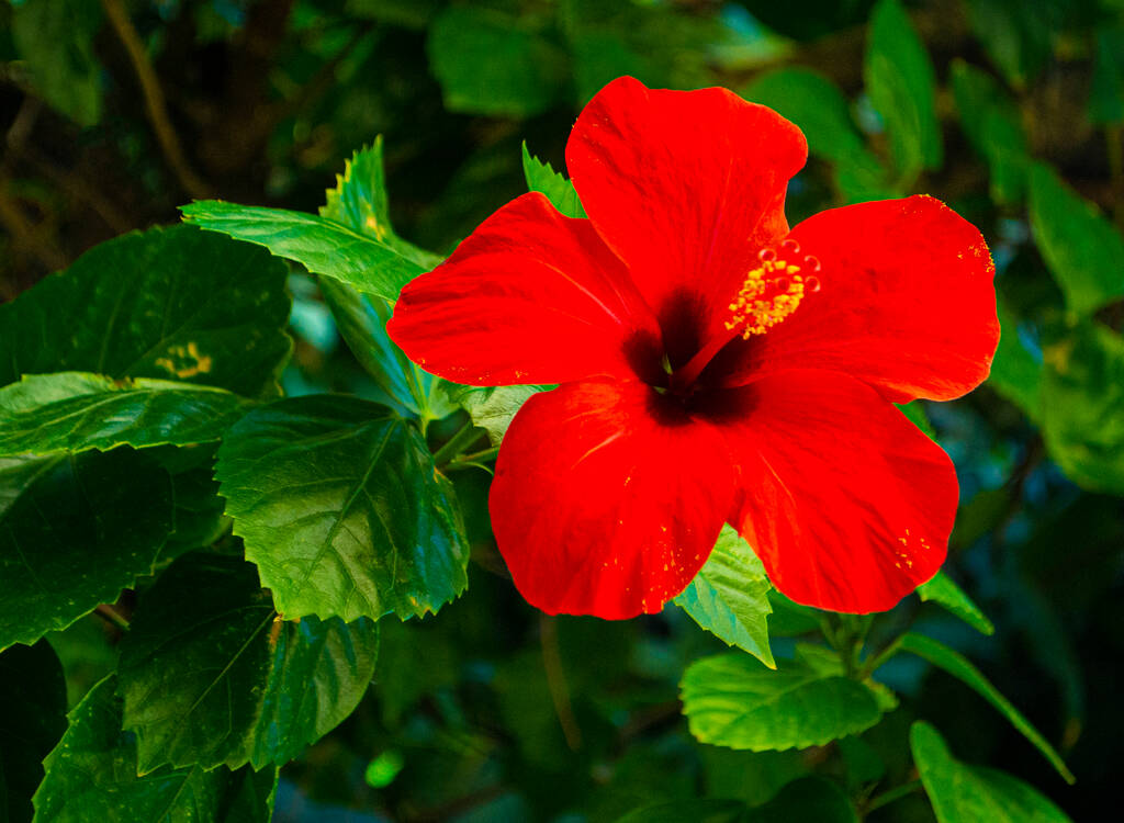 Exploring the Unique Qualities and Benefits of Hibiscus Rosa Sinensis Tea - Elim Naturals