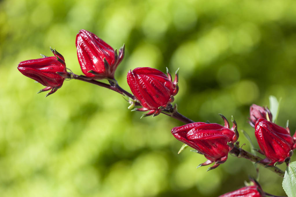 Exploring the Benefits and Uses of Hibiscus Sabdariffa Tea - Elim Naturals