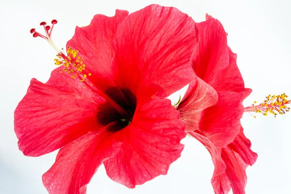 Hibiscus Tea (Rosa-Sinensis  Dry  Flowers) -  100g