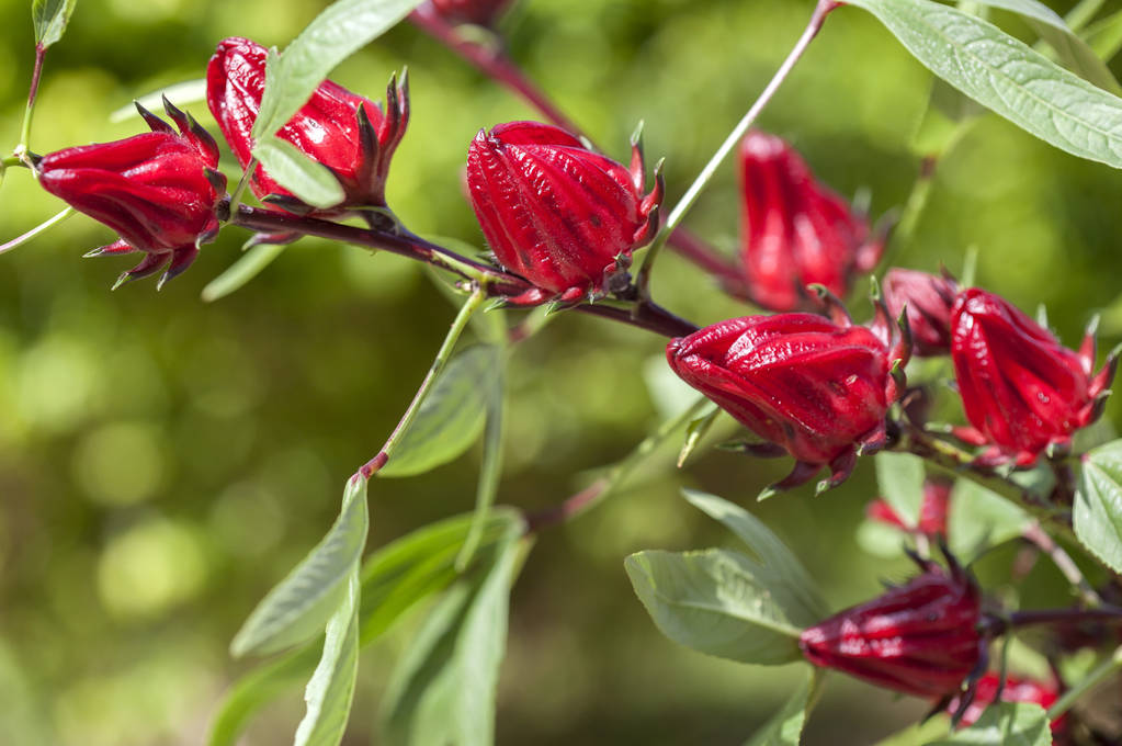Hibiscus Tea (Sabdariffa Dry Calyces) -  150g